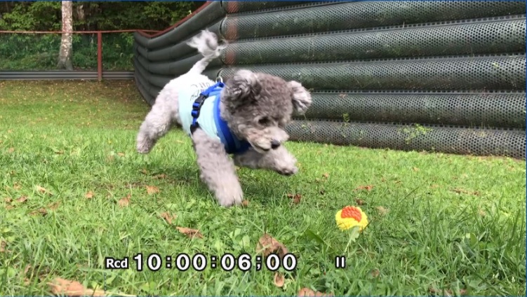 トイプードルの玄米くんがボールで遊ぶ